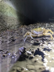 Geothelphusa makatao