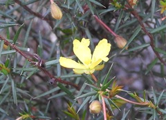 Hibbertia