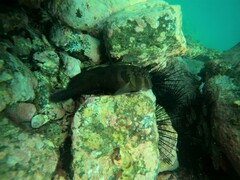 Ophioblennius steindachneri