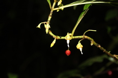 Lacistemataceae
