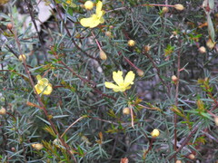 Hibbertia