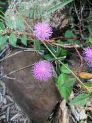 Mimosa microphylla