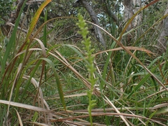Microtis parviflora
