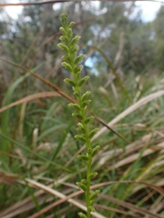 Microtis parviflora