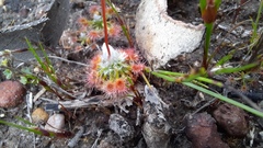Drosera leucoblasta