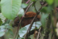 Sciurus granatensis