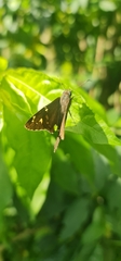 Eudamini
