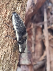 Chalcolepidius rugatus