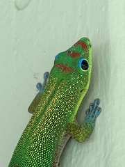 Phelsuma laticauda