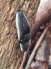 Chalcolepidius rugatus