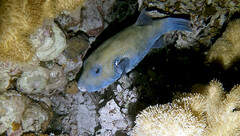 Arothron caeruleopunctatus