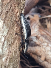 Chalcolepidius rugatus