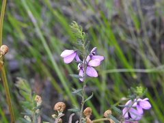 Tetratheca pilosa