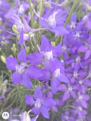 Delphinium ajacis