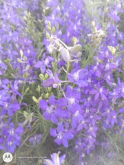 Delphinium ajacis