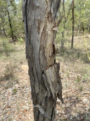 Melaleuca viridiflora