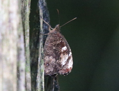 Panyapedaliodes drymaea