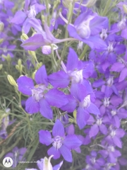 Delphinium ajacis
