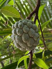 Annona