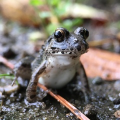 Fejervarya kawamurai