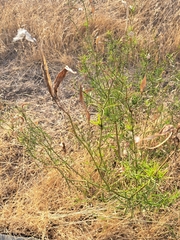 Asclepias fascicularis