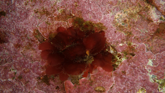 Rhodophyta
