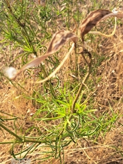 Asclepias fascicularis