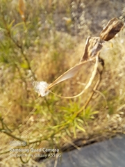 Asclepias fascicularis