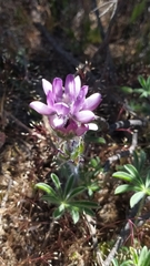 Lupinus microcarpus