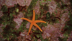 Henricia