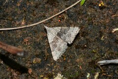Dichromodes indicataria