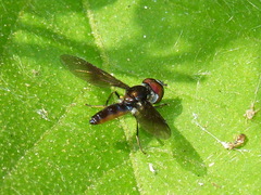 Ocyptamus dimidiatus