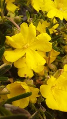 Hibbertia
