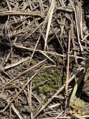 Hyophila involuta