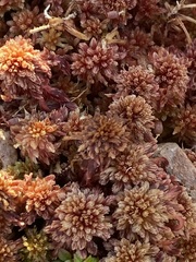 Sphagnum capillifolium