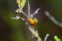 Chrysonoma paracycla
