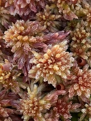 Sphagnum capillifolium