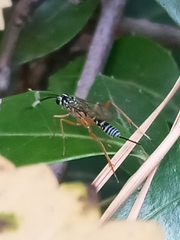 Polycyrtus neglectus