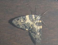 Pantherodes pardalaria