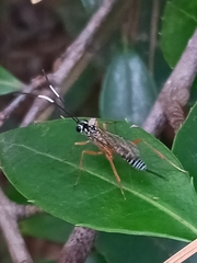 Polycyrtus neglectus