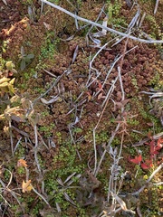 Sphagnum capillifolium