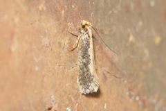 Monopis crocicapitella