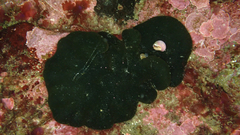 Codium subantarcticum