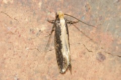 Monopis crocicapitella