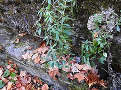 Lithospermum officinale