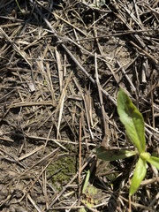 Hyophila involuta