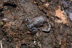 Urodacus manicatus