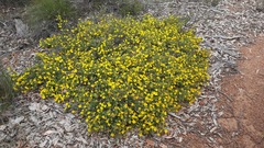 Hibbertia