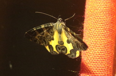 Pantherodes pardalaria