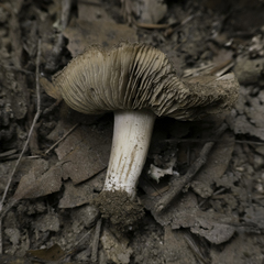 Cortinarius ohlone